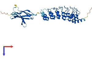 AlphaFold protein structure predicition of Mouse Recombinant Fank1 Protein, UniprotID Q9DAM9