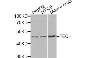 Western blot analysis of extracts of various cell lines, using FECH antibody (ABIN5974679) at 1/1000 dilution. (FECH anticorps)