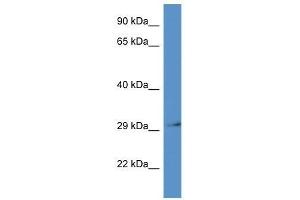 Western Blot showing Rpsa antibody used at a concentration of 1. (RPSA/Laminin Receptor anticorps  (N-Term))
