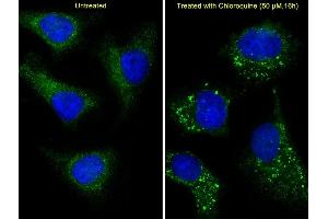 Immunofluorescent analysis of 4 % paraforldehyde-fixed, 0.