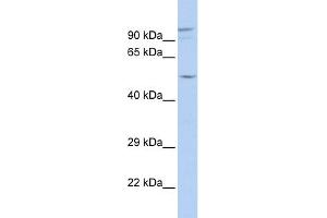 WB Suggested Anti-GJA3 Antibody Titration:  0. (GJA3 anticorps  (N-Term))