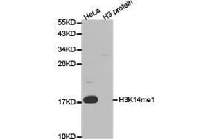 Western Blotting (WB) image for anti-Histone 3 (H3) (H3K14me) antibody (ABIN1876465) (Histone 3 anticorps  (H3K14me))