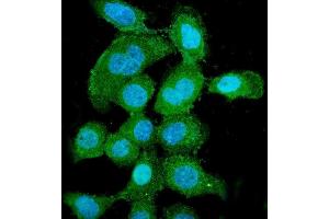 IF analysis of PNP using anti-PNP antibody (ABIN7602997). (PNP anticorps  (Middle Region))