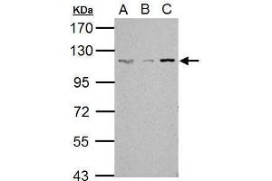 WB Image Sample (30 ug of whole cell lysate) A: NIH-3T3 B: JC C: BCL-1 7. (SART1 anticorps  (Internal Region))