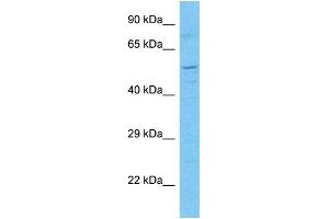 Host:  Rabbit  Target Name:  MP2K7  Sample Type:  293T Whole Cell lysates  Antibody Dilution:  1. (MP2K7 anticorps  (C-Term))