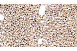 Detection of APOA4 in Mouse Liver Tissue using Polyclonal Antibody to Apolipoprotein A4 (APOA4)