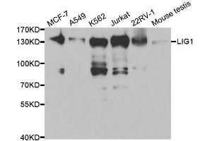 Western blot analysis of extracts of various cell lines, using LIG1 antibody. (LIG1 anticorps  (AA 565-790))