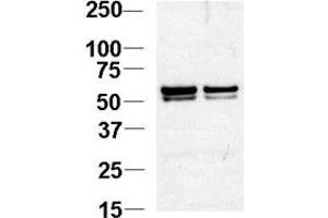 Western blot analysis of NL1 Antibody (N-term) 920b in Jurkat cell lysates. (NAP1L1 anticorps  (N-Term))