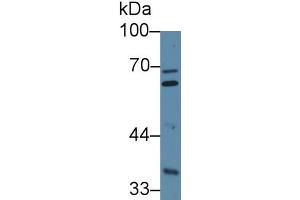 Rabbit Detection antibody from the kit in WB with Positive Control: Sample Human Hela cell lysate. (FURIN Kit ELISA)