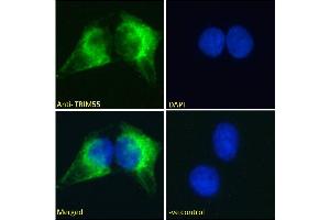 ABIN184953 Immunofluorescence analysis of paraformaldehyde fixed U2OS cells, permeabilized with 0. (TRIM55 anticorps  (C-Term))