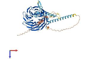 AlphaFold protein structure predicition of Human Recombinant TBL1X Protein, UniprotID O60907