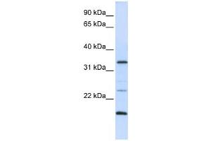 Western Blotting (WB) image for anti-Arginine-Fifty Homeobox (ARGFX) antibody (ABIN2459122) (ARGFX anticorps)
