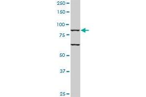 TLR10 monoclonal antibody (M01), clone 2A11.