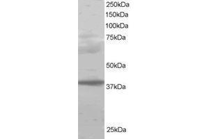 Image no. 1 for anti-Polycomb Group Ring Finger 2 (PCGF2) (AA 332-344) antibody (ABIN290301) (PCGF2 anticorps  (AA 332-344))
