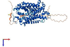 AlphaFold protein structure predicition of Human Recombinant SLC6A4 Protein, UniprotID P31645