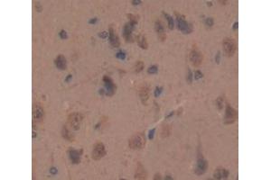 IHC-P analysis of Kidney tissue, with DAB staining. (HAP1 anticorps  (AA 349-584))