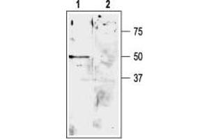Western blot analysis of rat cerebellum lysate: - 1. (KCNK9 anticorps  (Extracellular, P1 Loop))