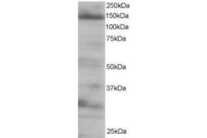 Image no. 2 for anti-Eukaryotic Translation Initiation Factor 4E Nuclear Import Factor 1 (EIF4ENIF1) (C-Term) antibody (ABIN374390) (EIF4ENIF1 anticorps  (C-Term))