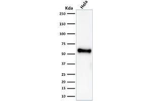 Western Blot Analysis of HeLa cell lysate using p53 Mouse Recombinant Monoclonal Antibody (rBP53-12). (Recombinant p53 anticorps)