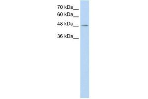 C9ORF127 antibody used at 0. (TMEM8B anticorps  (C-Term))