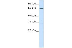 WB Suggested Anti-NFAT5 Antibody Titration:  0.