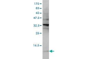 SNRPG monoclonal antibody (M01), clone 2H8-1C12 Western Blot analysis of SNRPG expression in Hela S3 NE . (SNRPG anticorps  (AA 1-76))
