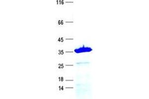 Validation with Western Blot
