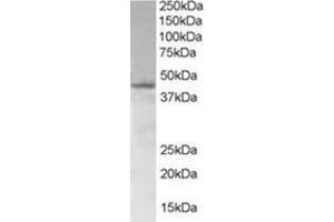 Image no. 1 for anti-SAM Domain, SH3 Domain and Nuclear Localization Signals, 1 (SAMSN1) (N-Term) antibody (ABIN374461) (SAMSN1 anticorps  (N-Term))