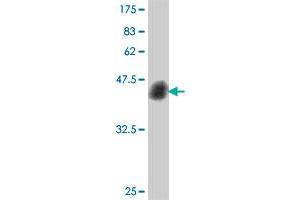Western Blot detection against Immunogen (37.