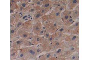 Used in DAB staining on fromalin fixed paraffin- embedded Kidney tissue (RNASE9 anticorps  (AA 28-210))