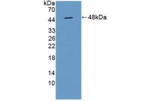 Detection of Recombinant TUFT, Mouse using Polyclonal Antibody to Tuftelin (TUFT) (TUFT1 anticorps  (AA 1-390))