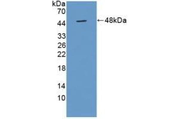 TUFT1 anticorps  (AA 1-390)