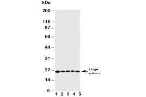 Western blot testing of Caspase-4 antibody and Lane 1:  MCF-7