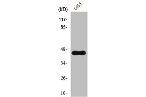 Western Blot analysis of COS7 cells using GRP1 Polyclonal Antibody (Cytohesin 3 anticorps  (C-Term))