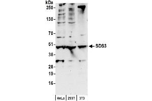 Western Blotting (WB) image for anti-Suppressor of Defective Silencing 3 Homolog (SUDS3) (AA 175-225) antibody (ABIN7449818)