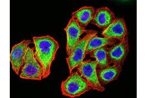 Immunofluorescence analysis of MCF-7 cells using PSMC3 mouse mAb (green).