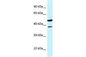 WB Suggested Anti-HOMER3 Antibody Titration: 1. (HOMER3 anticorps  (N-Term))