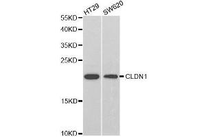 Western blot analysis of extracts of various cell lines, using CLDN1 antibody. (Claudin 1 anticorps  (AA 1-211))