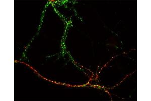 Indirect immunostaining of hippocampus neurons with anti-GABA-A receptor α1 (dilution 1 : 500; red) and rabbit anti-synapsin 1/2 (, dilution: 1:500; green). (GABRA1 anticorps  (N-Term))