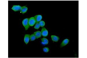 IF analysis of Cytochrome C using anti-Cytochrome C antibody (ABIN5693008). (Cytochrome C anticorps  (AA 2-105))