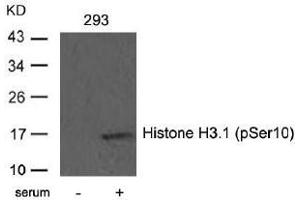 Image no. 4 for anti-Histone H3.1 (HIST1H3B) (pSer10) antibody (ABIN196922) (Histone H3.1 anticorps  (pSer10))