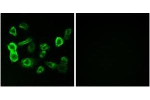Immunofluorescence analysis of MCF7 cells, using OR5P2 Antibody.