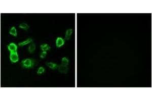 Immunofluorescence analysis of MCF7 cells, using OR5P2 Antibody.