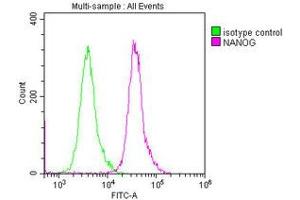 Overlay histogram showing Ntera-2 cells stained with ABIN7155816 (red line) at 1:250.