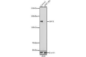 Western blot analysis of extracts from normal (control) and SIRT1 knockout (KO) 293T cells, using SIRT1 antibody (ABIN7270322) at 1:1000 dilution. (SIRT1 anticorps)