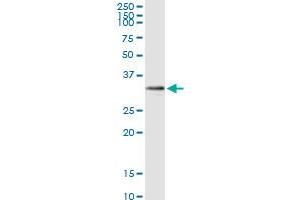 SIRT5 MaxPab rabbit polyclonal antibody. (SIRT5 anticorps  (AA 1-310))