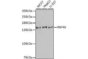 Western blot analysis of extracts of various cell lines using RNF40 Polyclonal Antibody at dilution of 1:1000. (RNF40 anticorps)