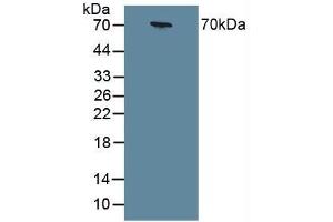 Figure. (Chromogranin A anticorps  (AA 15-148))