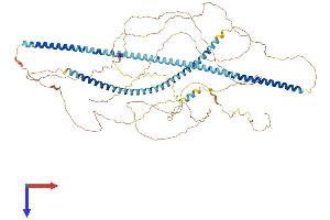 MAP7 Domain Containing 2 (MAP7D2) (AA 1-781) protein (His tag)