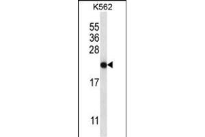 CHAC2 Antibody (Center) (ABIN657184 and ABIN2846310) western blot analysis in K562 cell line lysates (35 μg/lane). (CHAC2 anticorps  (AA 61-89))